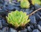 The Russian houseleek plant sprout among black stones