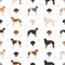 Russian hunting sighthound Borzoi clipart. Different coat colors and poses set