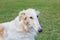 Russian hunting sighthound is lying on a green meadow. Russkaya psovaya borzaya or russian wolfhound.