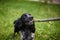 Russian hunting Spaniel black and gray playing with a stick from a tree