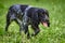 Russian hunting Spaniel black and gray, tongue sticking out and head down, walking on the grass