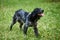 Russian hunting Spaniel black and gray, tongue sticking out, looking up