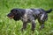 Russian hunting Spaniel black and gray, tongue sticking out, running on the grass