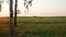 Russian landscape, birch on the sunset, tractor