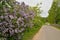 Russian landscape: blooming lilacs near the road in a cloudy day