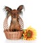 Russian long-haired toy terrier