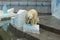 Russian Polar bear in a Novosibirsk zoo