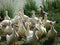 Russian pond with its inhabitants of their white domestic ducks are bred for food and growth