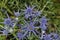 Russian sea holly is a beautiful blue purple thistle