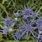 Russian sea holly is a beautiful blue purple thistle