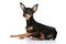 Russian sleek-haired toy terrier puppy