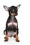 Russian sleek-haired toy terrier puppy