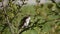 Russian. Small bird sparrow in the bush