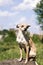 Russian smooth-coated Toy Terrier listens carefully to the wind