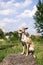 Russian smooth-coated Toy Terrier sits proudly on a rock