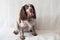 Russian spaniel chocolate merle different colours eyes dog sit on couch