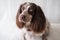 Russian spaniel chocolate merle different colours eyes dog sit on white plaid.