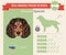 Russian Spaniel Dog breed infographics.