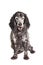 Russian spaniel on white background