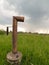 Russian teapot (samovar) in green field