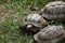 Russian tortoise (Agrionemys horsfieldii), also known as the Central Asian tortoise.