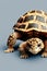 Russian Tortoise Animal. AI Generated.