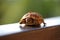 Russian tortoise closeup view 1