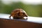 Russian tortoise closeup view 2