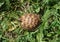 Russian tortoise closeup view 3