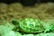 Russian tortoise closeup view 5