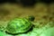 Russian tortoise closeup view 6