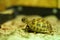 Russian tortoise closeup view 7