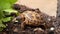 Russian tortoise in tortoise enclosure  