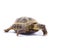 Russian Tortoise on White