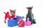 Russian toy chihuahua, toy-terrier and gift boxes.