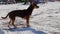 Russian toy terrier dog on the beach Holbox island Mexico