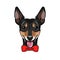 Russian Toy Terrier dog. Bow. Dog portrait. Dog head muzzle face. Vector.