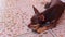 Russian toy terrier dog portrait while tired and sleepy Mexico