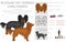 Russian toy terrier longhaired clipart. Different poses, coat colors set