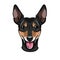 Russian Toy Terrier Portrait. Dog breed. Cute smiling dog. Vector.