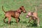 Russian toy terrier puppy and zwergpinscher puppy are playing on a green grass in the summer park. Pet animals