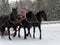The Russian Troika of horses goes on the snow road in winter day
