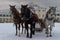 The Russian Troika of horses goes on the snow road in winter day