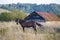 Russian villagescape. A horse grazes against the backdrop of an old village house.