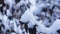 Russian winter abstract background with bush in snow, selective focus