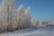 Russian winter forest snow trees snow covered roads snow frost birch ski tracks in the snow, Sunny weather the season