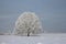 Russian winter in Siberia snow-covered birch in an empty field