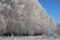 Russian winter Siberia snow covered birch in an empty field