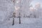 Russian Winter. Winter Forest Landscape In Pink Tones. Morning Winter Birch Forest.Beautiful Winter Birch Forest Covered With Hoar