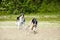 Russian wolfhounds lure coursing competition